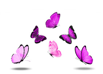 Aufkleber - pink soaring butterflies isolated on a white background