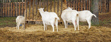 White Goats Outdoors Eating Hay From A Feeder.