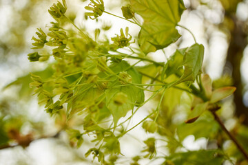 Wall Mural - A maple tree blossoming in Spring, Pennsylvania, USA