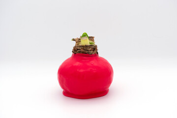 Red wax coated decorative amaryllis bulb on white background