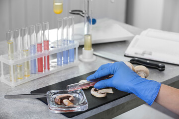 Wall Mural - scientist inspecting mushrooms at table in laboratory, closeup. food quality control