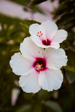 Vertical Photo Of A White Hibiscus Flower With A Dark Center And Red Stamens. Spring Flower. Green Leaves.