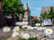 Daisy flowers on the trottoir with tall beautiful Musee historique de Haguenau building in background on the empty street due to COVID-19 pandemics