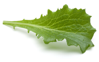 Wall Mural - Close up studio shot of fresh green endive salad leaf isolated on white background.