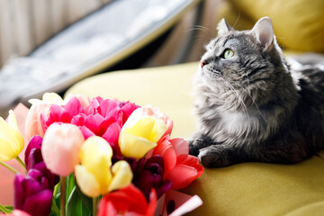 A cute fluffy cat lies on a sofa with a bouquet of flowers. Cute tabby kitten with green eyes and long gray hair. Sunny holiday morning at home.