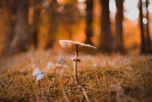 Selective Focus Shot Of Mushroom On The Forest Ground With Orange Bokeh Background