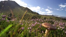 Short Brown Mushroom With Mountains And Cliff On Blurred Background