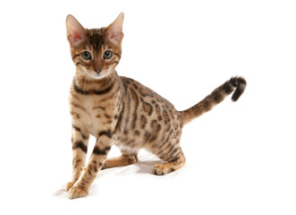 Wall Mural - Rosetted Bengal Kitten