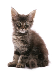 Sticker - Maine Coon Kitten