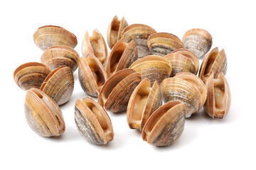 clams isolated on white background