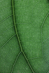 Wall Mural - Close up image of green leaf texture or background