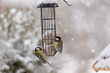Tit in a bird feeder on a snowy winter day