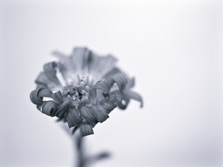 Wall Mural - flower petals in black and white image , daisy flower blurred background ,macro and old vintage style photo for card design ,abstract background