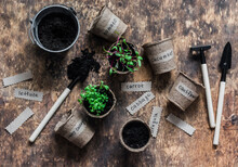 Gardening Concept. Vegetable Plant Sprouts, Pots, Earth And Gardening Tools On A Wooden Background, Top View