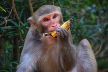 Young Macaque Monkey Eating Banana In Jubgle Macaque Monkey In India Eating Food