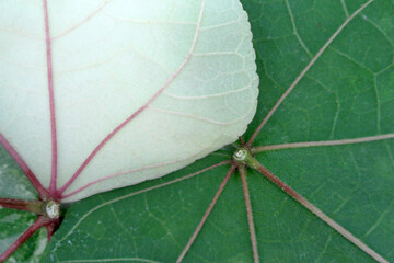 Wall Mural - Close up leaves texture and background