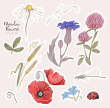 Fototapeta Dziecięca - Hand drawn meadow flowers illustrations. Isolated watercolor natural sticker pack. Floral clip art set.