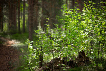 forest landscape in summer, selective focus