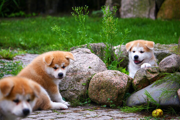 Akita Inu Welpe