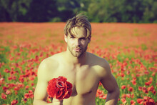 Sexy Man With Muscular Body And Athletic Torso Hold Flower Bouquet In Field Of Red Flowers On Natural Background
