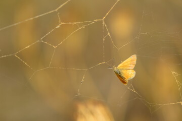 Wall Mural - nature frıend