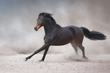 Fototapeta Konie - horse running
