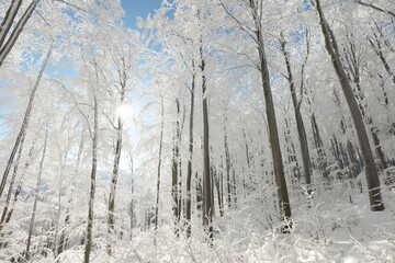 Wall Mural - View of winter beech forest on a frosty, sunny morning