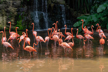 Flock Of Pink Caribbean Flamingos In A Pond In Jurong Bird Park Singapore