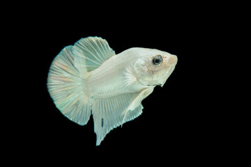 Wall Mural - white platinum Betta fish,Siamese fighting fish,Betta splendens,on black background 