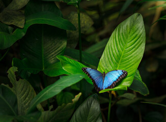 blue morpho (morpho peleides) on green nature background, close-up.