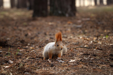 Wall Mural - Cute red squirrel on ground in forest