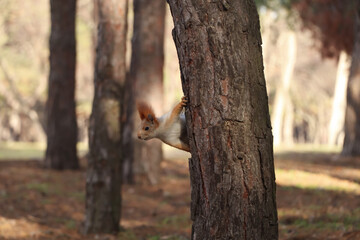 Wall Mural - Cute red squirrel on tree in forest