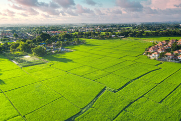 Wall Mural - Land or landscape of green field in aerial view. Land on earth for agriculture farm, farmland, plantation with texture pattern of crop, rice, paddy. Rural area with nature at countryside in Chiang mai