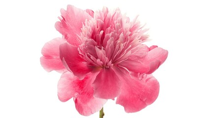 Wall Mural - Timelapse of pink peony flower blooming on white background. Blooming peony flower open, close-up. Wedding backdrop, Valentine's Day concept. Mother's day, Holiday, Love, birthday background