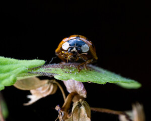 macro shot of a small ladybug on a leaf of a plant isolated on a black background