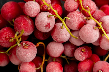 Wall Mural - Red currant berries frozen