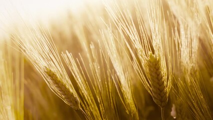 Wall Mural - yellow wheat field in italy