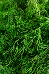 Wall Mural - Fresh green fennel on white background