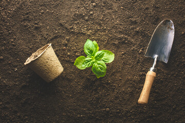 Planting basil in the vegetable garden