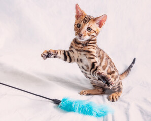 Sticker - A cheerful playful Bengal kitten stands on its hind legs, and tries to catch a fluffy toy