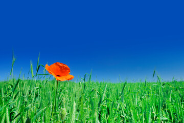 Wall Mural - beautiful poppy on green field