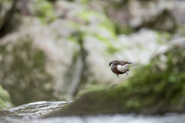 The wonderful European dipper in spring season (Cinclus cinclus)