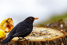 A Portrait Of A Wild Blackbird