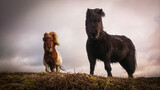 Shetland Pony auf den Shetland Inseln, Schottland