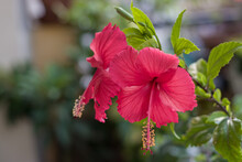Close Up Shot Of A Pair Of Red Hibiscus Flower With Blurred Background