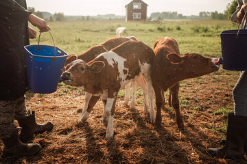 Farmers feed calves on the farm in summer. Rural ranch.