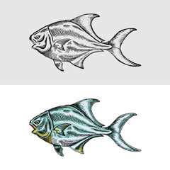 Handdrawn Pompano Fish