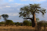 Fototapeta Sawanna - Affenbrotbaum Tarangire-Nationalpark in Tansania