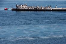 A Floating Dock In In The Calm Blue Water Of A Southern California Harbor Occupied By A Large Colony Of Brown Pelicans