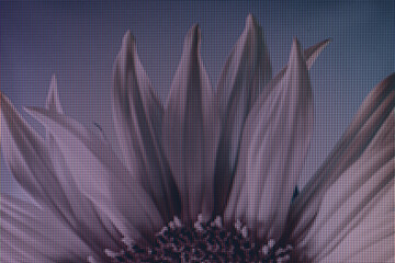 Poster - Close up abstract sunflower  plant color red light. Beautiful plant minimal in neon light. Minimalism retro style concept. Macro photography view. Close-up of pixel.